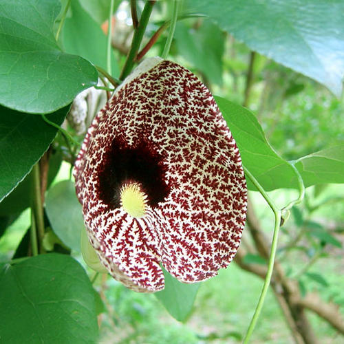 elegant Dutchman's pipe